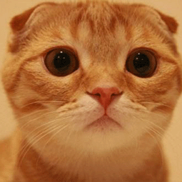 安卓海外app下载